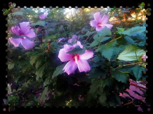 ©  Photo Artist Susan Ruth Robertson 002