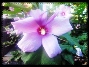 © Photo Artist Susan Ruth Robertson 003