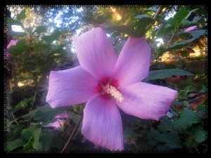 ©  Photo Artist Susan Ruth Robertson 004