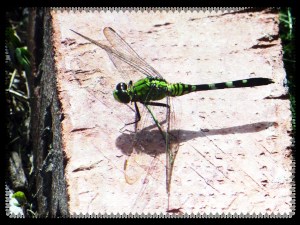 ©  Photo Artist Susan Ruth Robertson 010