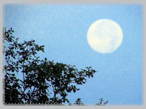 © Photo Artist Susan Ruth Robertson 022