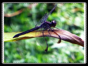 ©  Photo Artist Susan Ruth Robertson 029