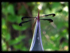 ©  Photo Artist Susan Ruth Robertson 048