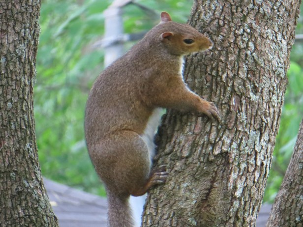 © Photo Artist Susan Ruth Robertson 006.JPG