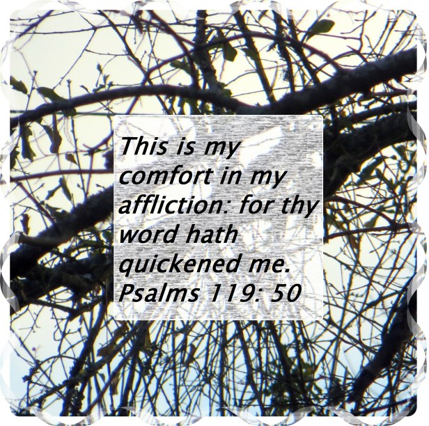 © Photo Artist Susan Ruth Robertson 009 - Copy.JPG