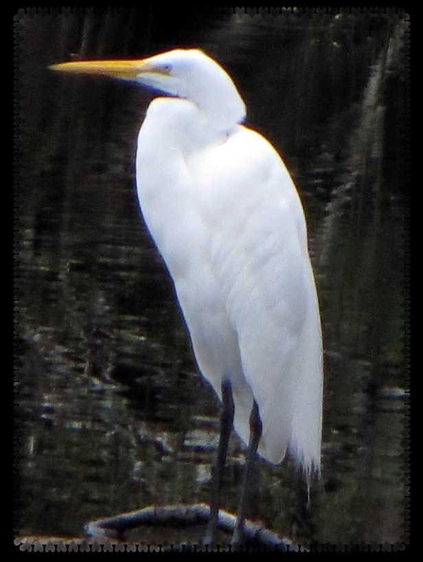 © Photo Artist Susan Ruth Robertson 017