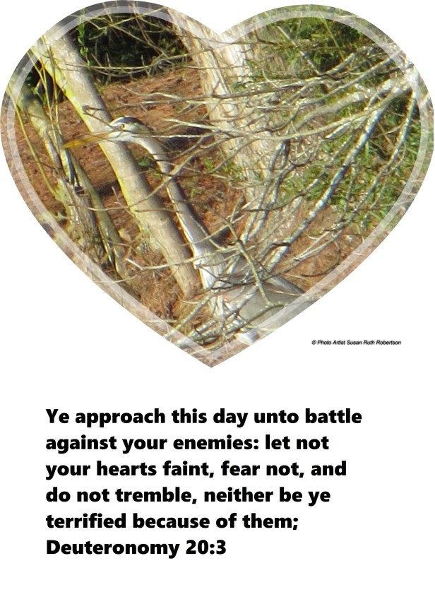 © Photo Artist Susan Ruth Robertson 019 - Copy.JPG