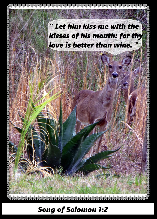 © Photo Artist Susan Ruth Robertson 09002500610 005 - Copy.JPG