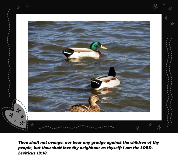 © Photo Artist Susan Ruth Robertson 09002500610 042 - Copy.JPG