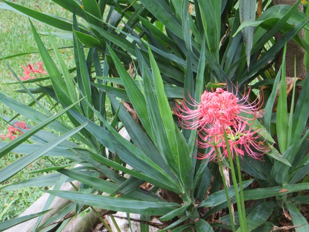 Photo Artist Susan Robertson (2)