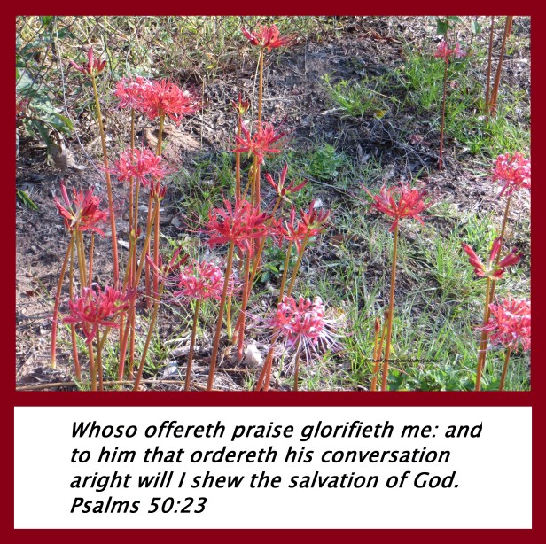 Photo Artist Susan Robertson (6) - Copy.JPG