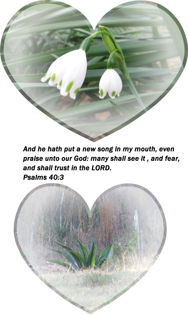 © Photo Artist Susan Ruth Robertson 016 - Copy.JPG