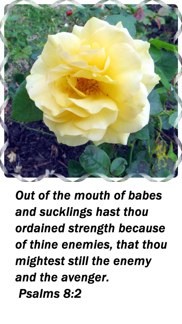 © Photo Artist Susan Ruth Robertson 09002500610 003 - Copy (2).JPG