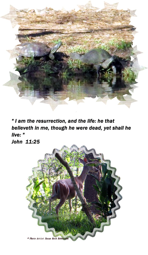 © Photo Artist Susan Ruth Robertson 09002500610 023 - Copy.JPG