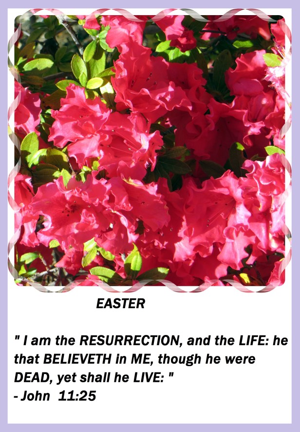 © Photo Artist Susan Ruth Robertson 09002500610 075.JPG