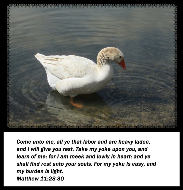 © Photo Artist Susan Ruth Robertson 09002500610 083 - Copy.JPG