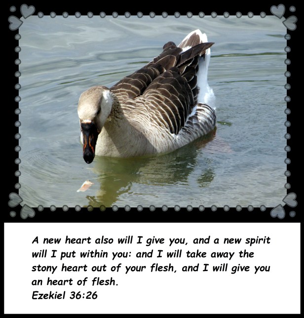 © Photo Artist Susan Ruth Robertson 09002500610 170 - Copy.JPG