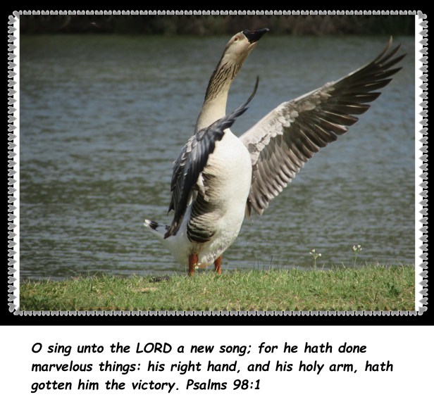 © Photo Artist Susan Ruth Robertson 09002500610 208 - Copy.JPG