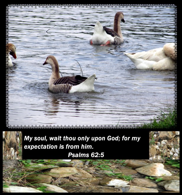 © Susan Ruth Robertson 09002500610 050 - Copy.JPG