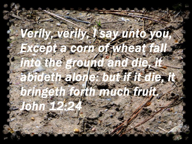 ©Photo Artist Susan Ruth Robertson 09002500610 027 - Copy.JPG