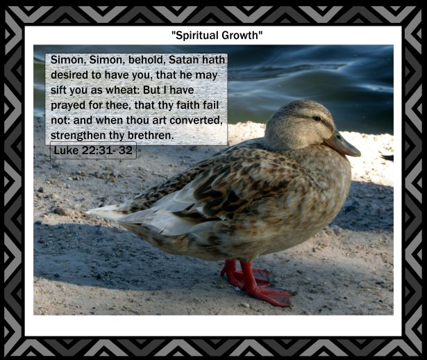 © Photo Artist Susan Ruth Robertson 09002500610 011 - Copy.JPG