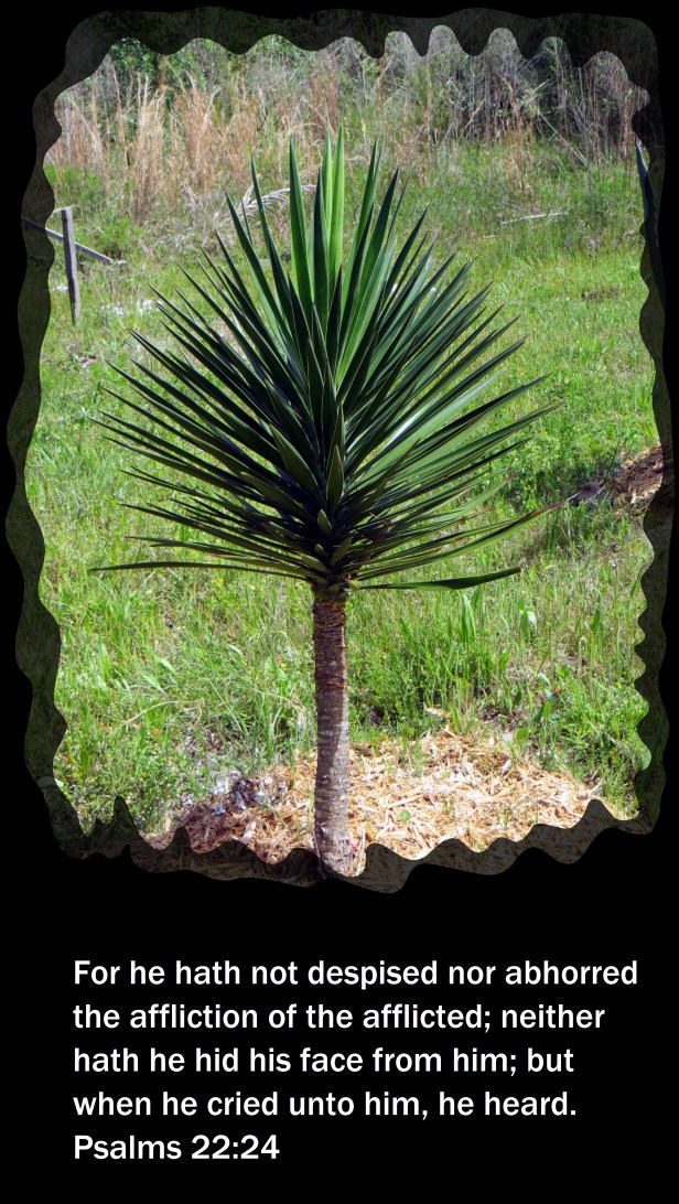 © Photo Artist Susan Ruth Robertson 09002500610 015.JPG