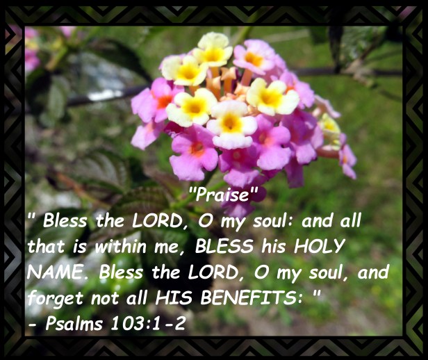 © Photo Artist Susan Ruth Robertson 09002500610 020 - Copy.JPG