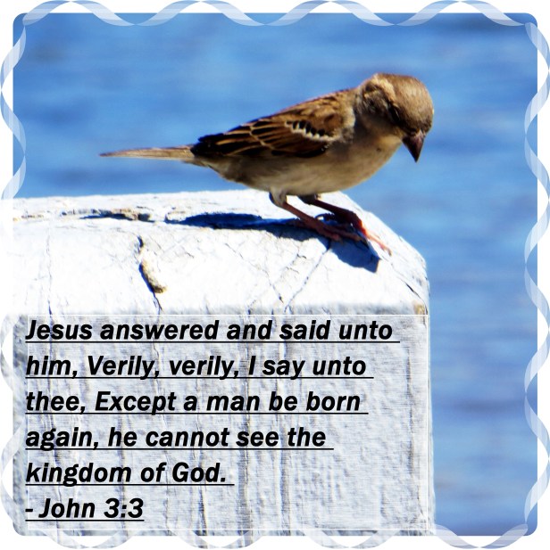 © Photo Artist Susan Ruth Robertson 09002500610 036 - Copy.JPG