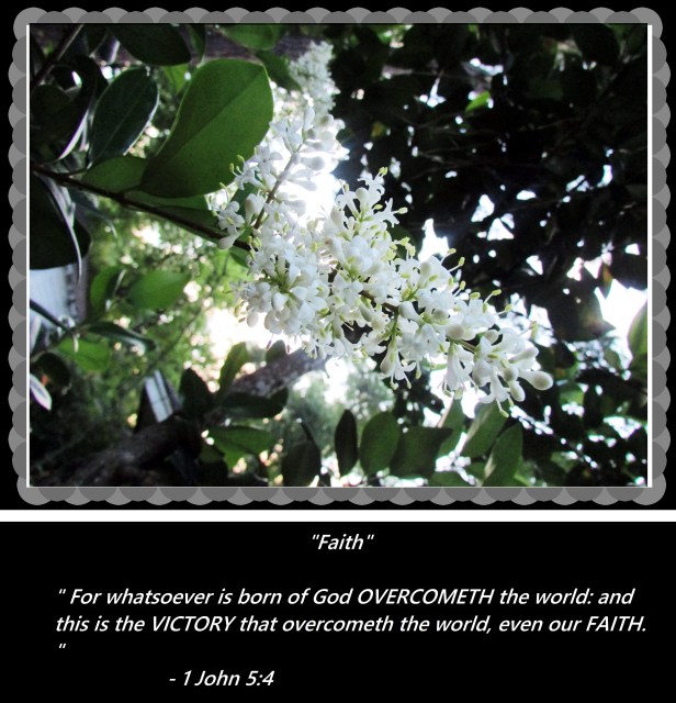 © Photo Artist Susan Ruth Robertson 090025006100 009 - Copy.JPG