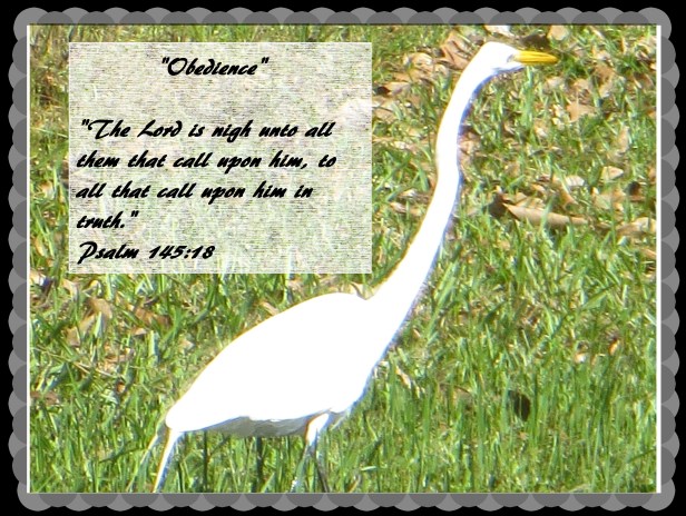 © Photo Artist Susan Ruth Robertson 090025006100 017.JPG