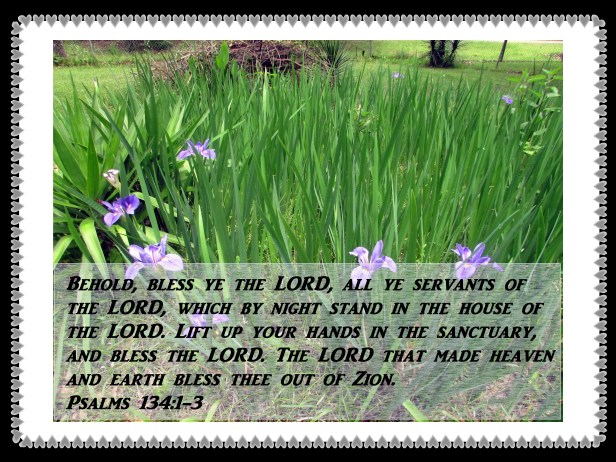 © Photo Artist Susan Ruth Robertson 090025006100 400 SI 002 - Copy.JPG