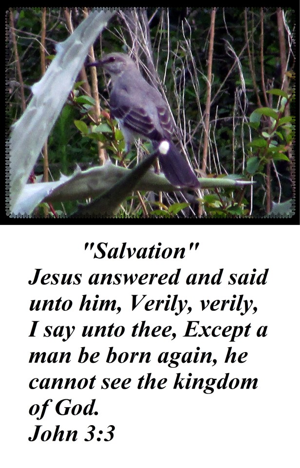 © Photo Artist Susan Ruth Robertson 090025006100 016.JPG