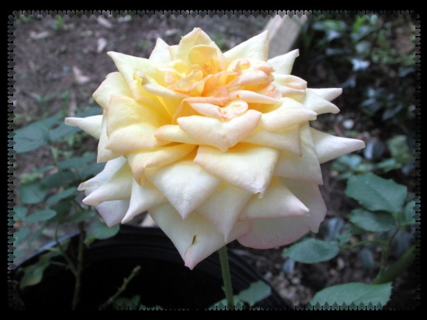 © Photo Artist Susan Ruth Robertson 090025006100 sx400 003.JPG