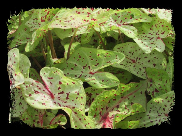 © Photo Artist Susan Ruth Robrtson 090025006100 001.JPG