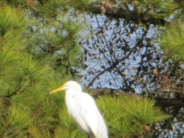 Photo Artist Susan Robertson (29).JPG