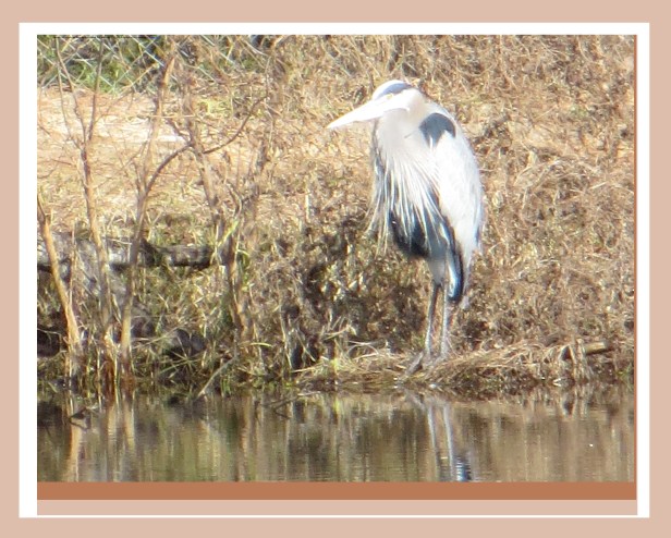 Photo Artist Susan Robertson (5).JPG