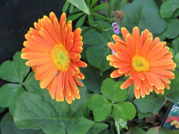 Photo Artist Susan Robertson all Rights Reserved 006.JPG