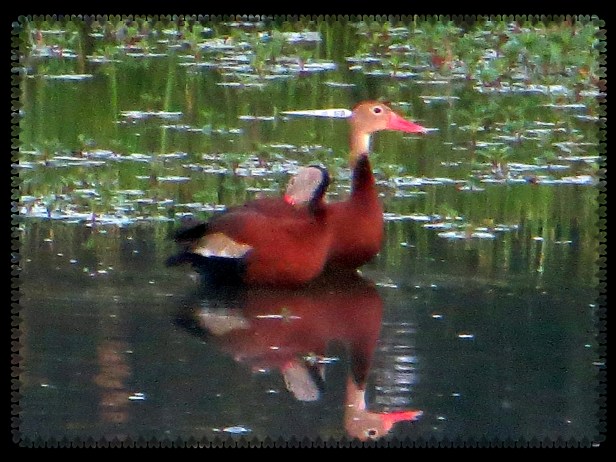 © Photo Artist Susan Ruth Robertson 090025006100 003.JPG