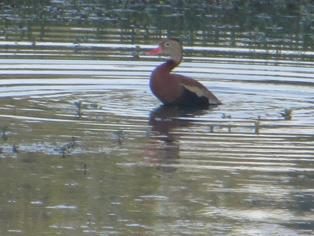 © Photo Artist Susan Ruth Robertson 090025006100 007.JPG