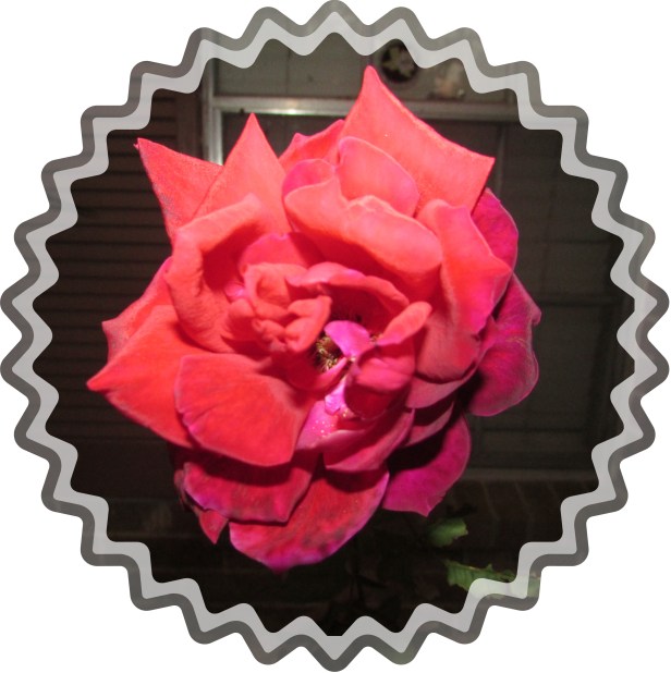 © Photo Artist Susan Ruth Robertson 090025006100 007.JPG