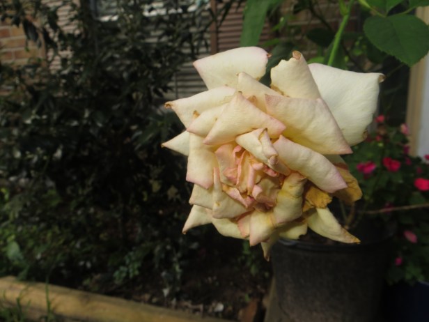 © Photo Artist Susan Ruth Robertson 090025006100 008.JPG