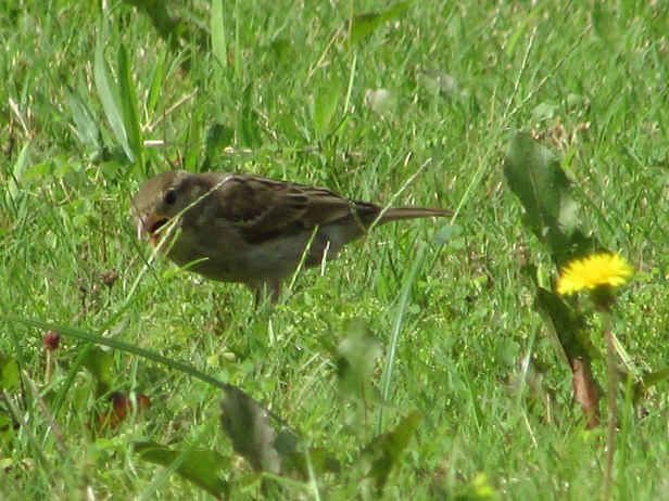 © Photo Artist Susan Ruth Robertson 090025006100 009.JPG