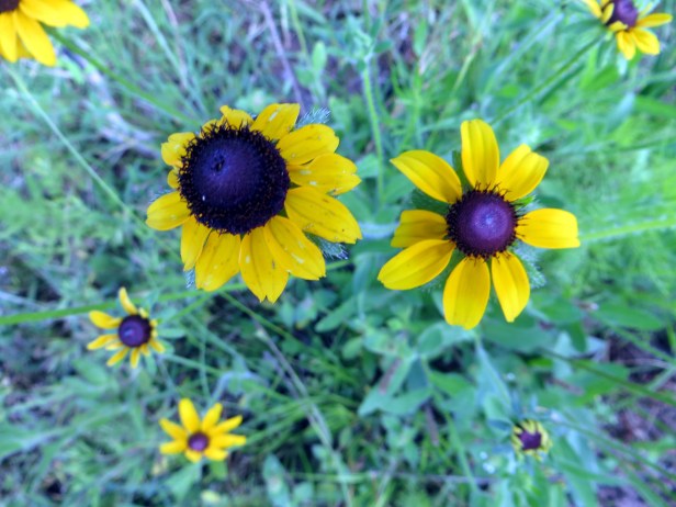 © Photo Artist Susan Ruth Robertson 090025006100 010.JPG