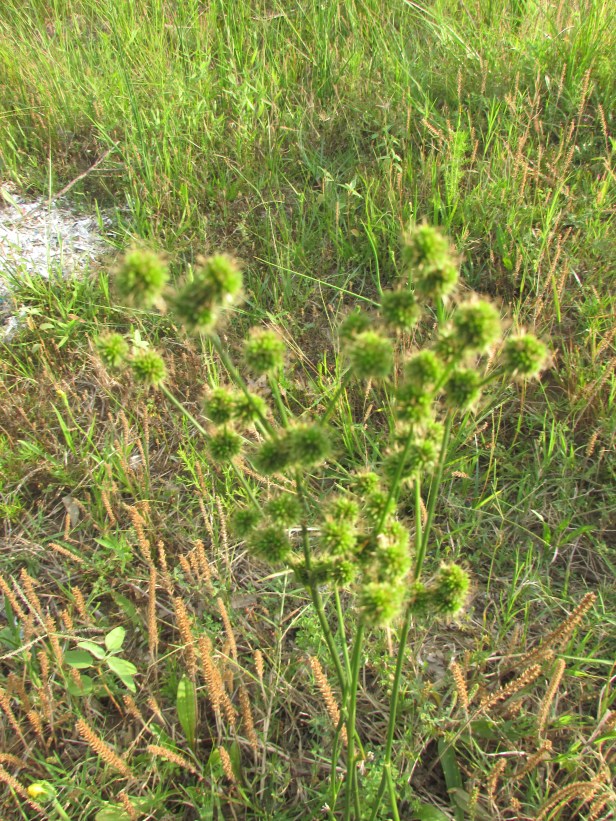 © Photo Artist Susan Ruth Robertson 090025006100 023