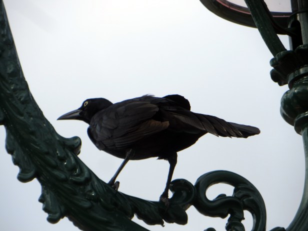 © Photo Artist Susan Ruth Robertson 090025006100 023.JPG