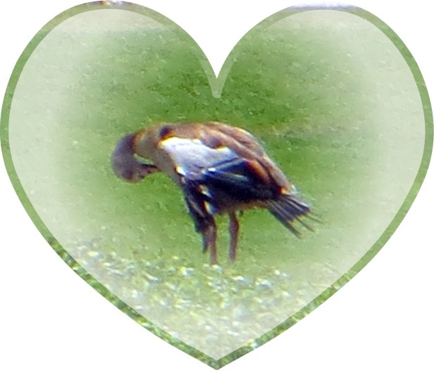 © Photo Artist Susan Ruth Robertson 090025006100 026.JPG