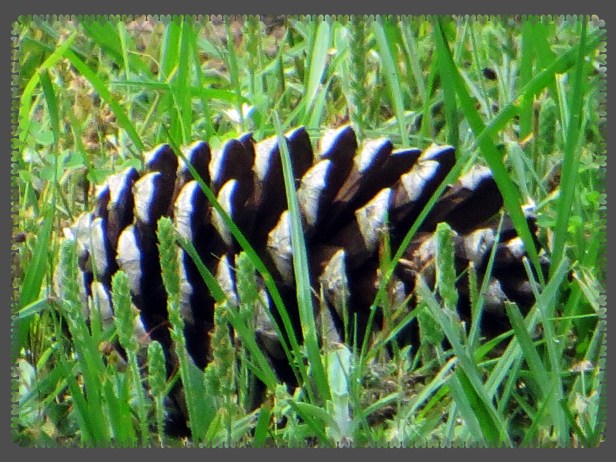 © Photo Artist Susan Ruth Robertson 090025006100 065.JPG