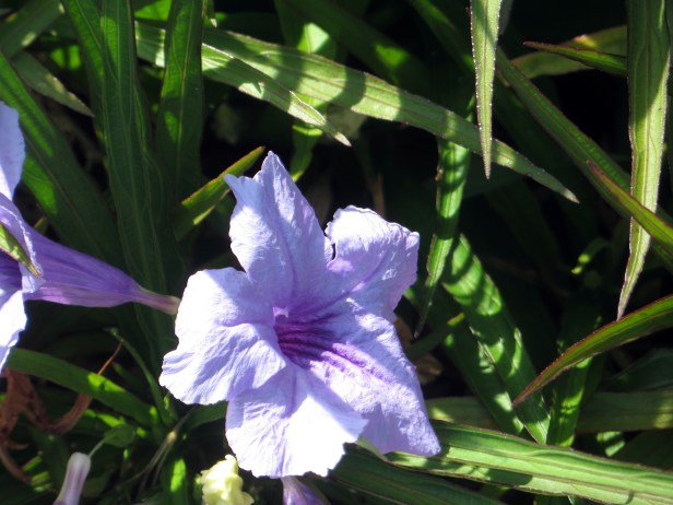 © Photo Artist Susan Ruth Robertson Canon Powershot sx260 HS 005.JPG