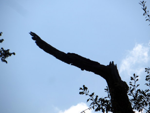 © Photo Artist Susan Ruth Robertson Canon Powershot sx260 HS 008.JPG