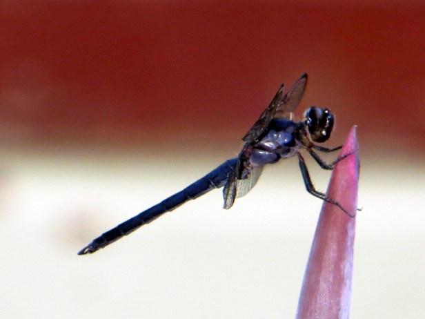 © Photo Artist Susan Ruth Robertson Canon Powershot sx260 HS 023.JPG